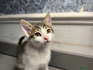 Domestic Shorthair cats - Advert 25