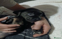 Cane Corso dogs for sale: 1 boy 2 girls remaining  - Image 13