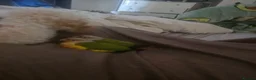Conures birds for sale: Silly Hand-tamed Conure for sale - Advert 5