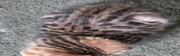 Bengal cats for sale: FULL CASHMERE FEMALE  - Advert 6