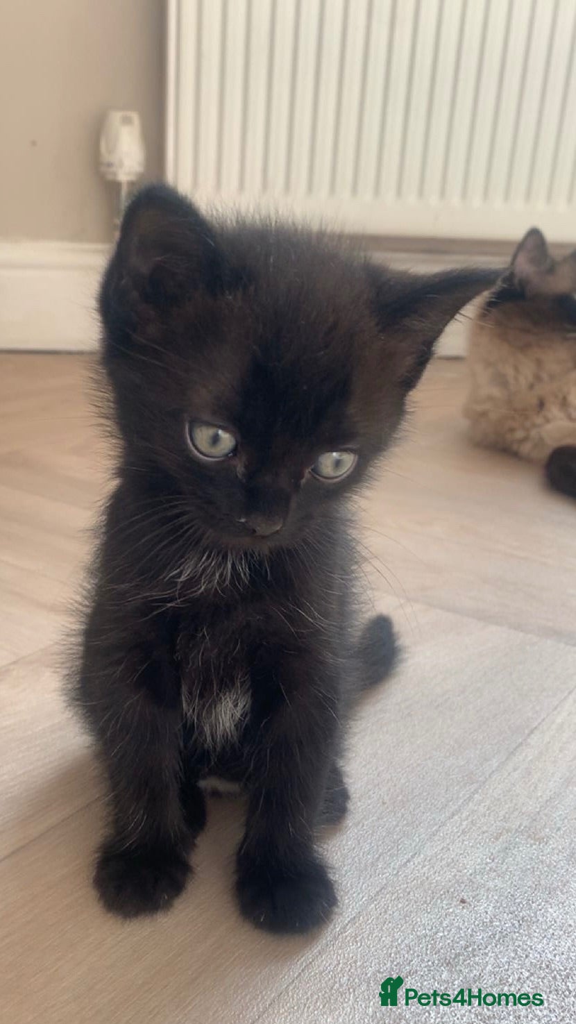 Ragdoll cats Black ragdoll cross kitten - male  - Advert 17