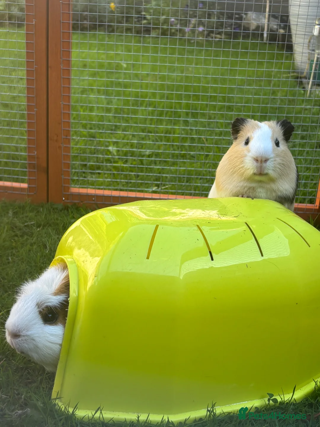 Guinea Pig rodents for sale: 2 Bonded Male Guinea pigs  in Mold - Advert 2