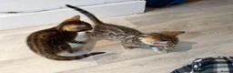 Bengal cats for sale: High-End & Premium Collect - Advert 6