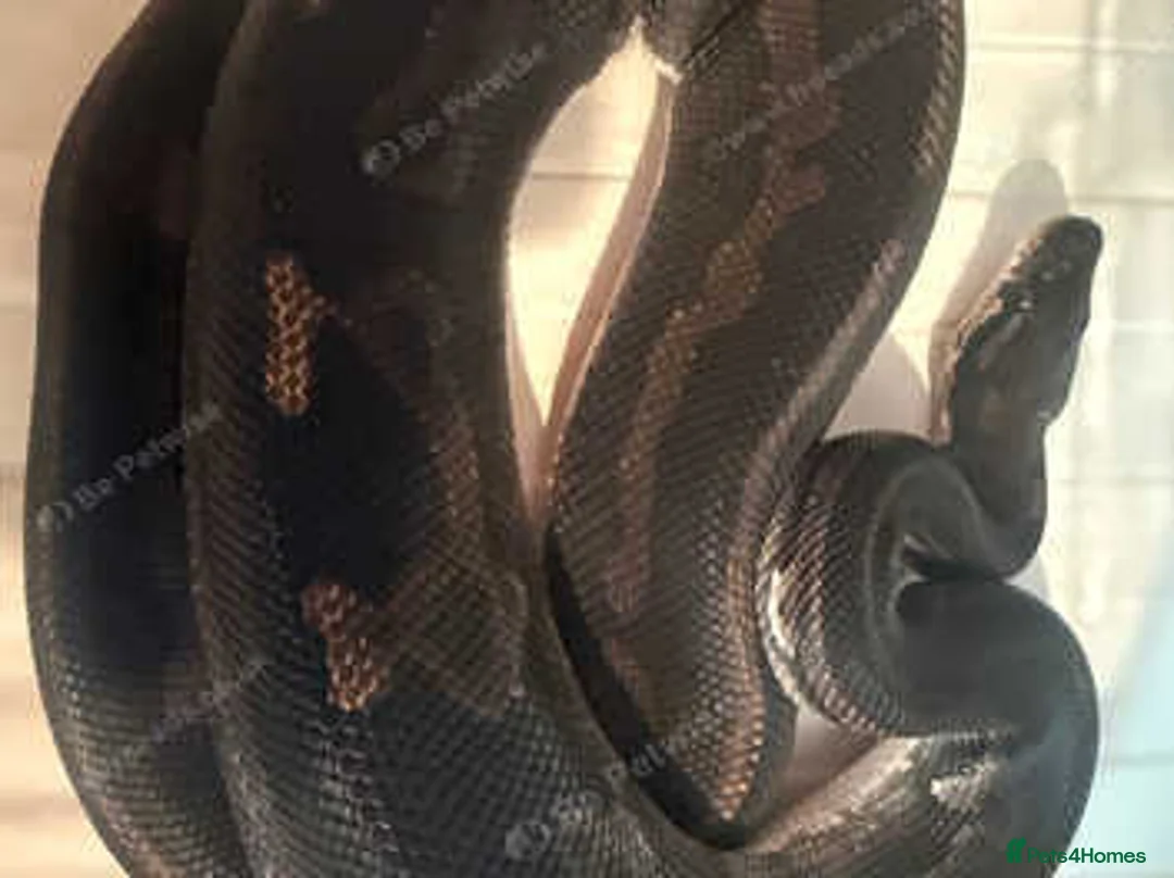 Python Snake reptiles for sale: Mixed ball pythons - Advert 2