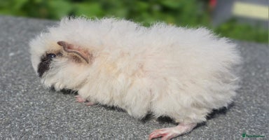 Guinea Pig rodents - Advert 12