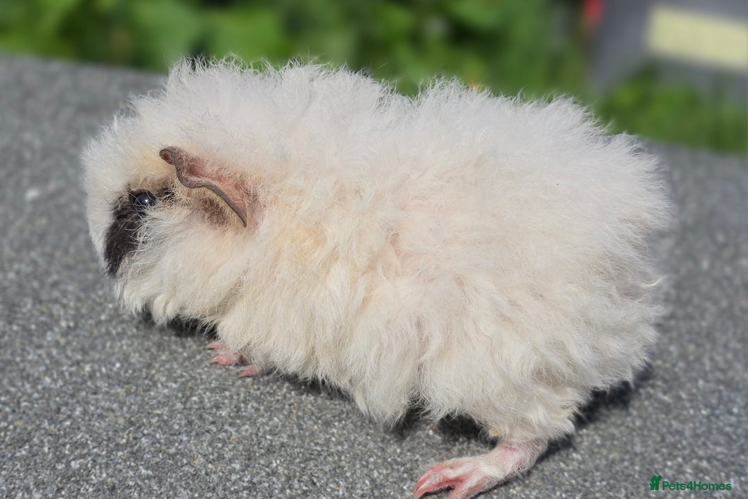 Guinea Pig rodents for sale: 3 gorgeous boy guinea pigs  - Image 2