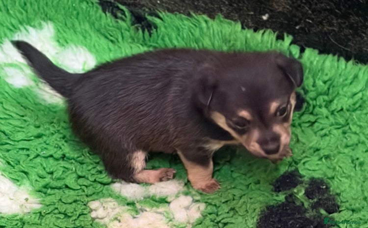 Mixed Breed dogs - Advert 4