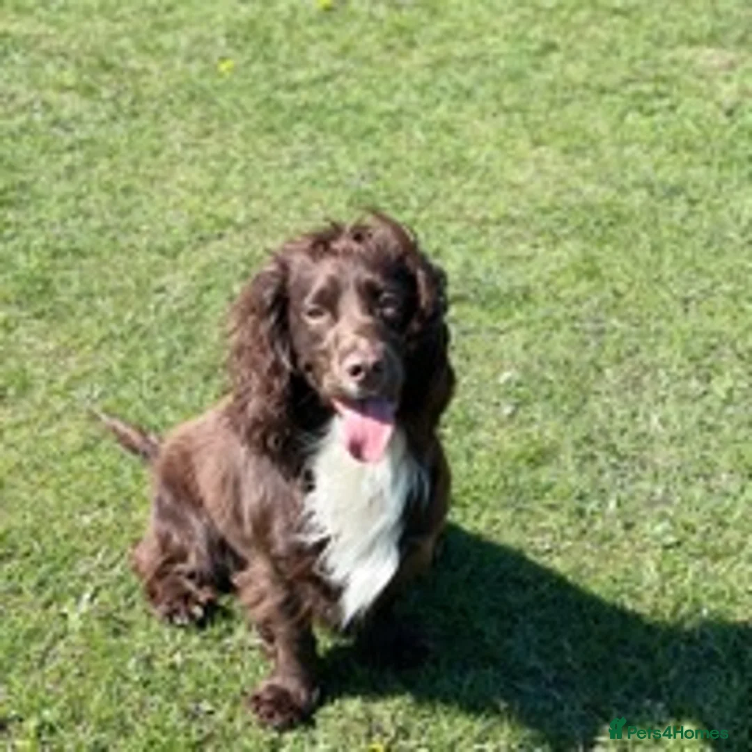 Cocker Spaniel dogs for stud: Health tested kc working cocker spaniel STUD in Walsall - Advert 2