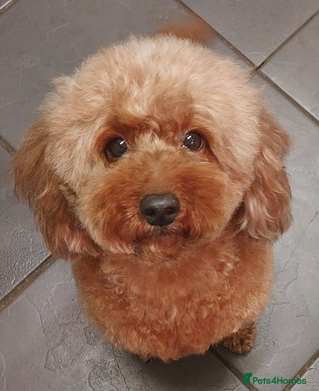 Cavapoo dogs for sale: TOY CAVAPOO GIRL 12 MONTHS  - Advert 8