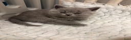 British Shorthair cats for sale: BSH kittens for sale from pedigree parents - Advert 32