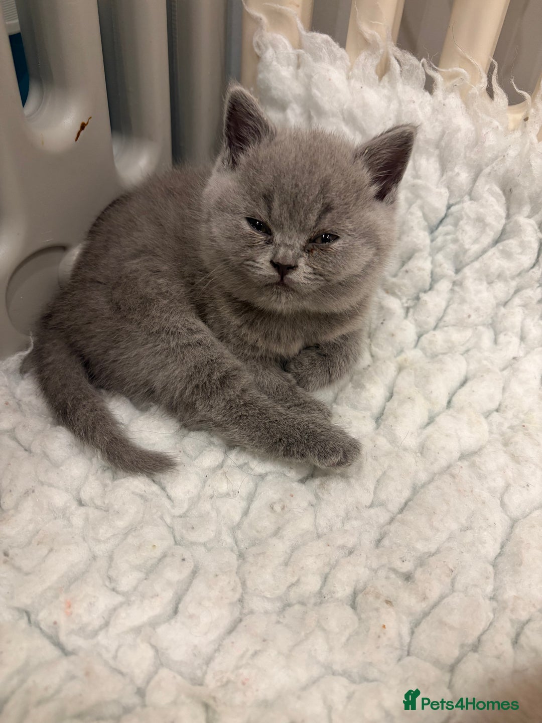 British Shorthair cats for sale: BSH kittens for sale from pedigree parents - Advert 32