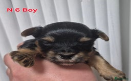 Biewer Terrier dogs for sale: Yorkshire Biewier terrier  - Advert 20