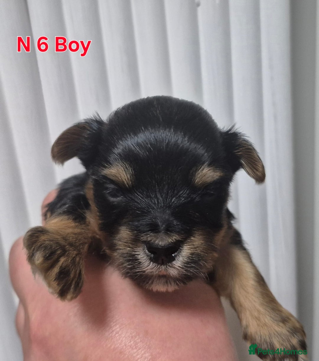 Biewer Terrier dogs for sale: Yorkshire Biewier terrier  - Advert 20