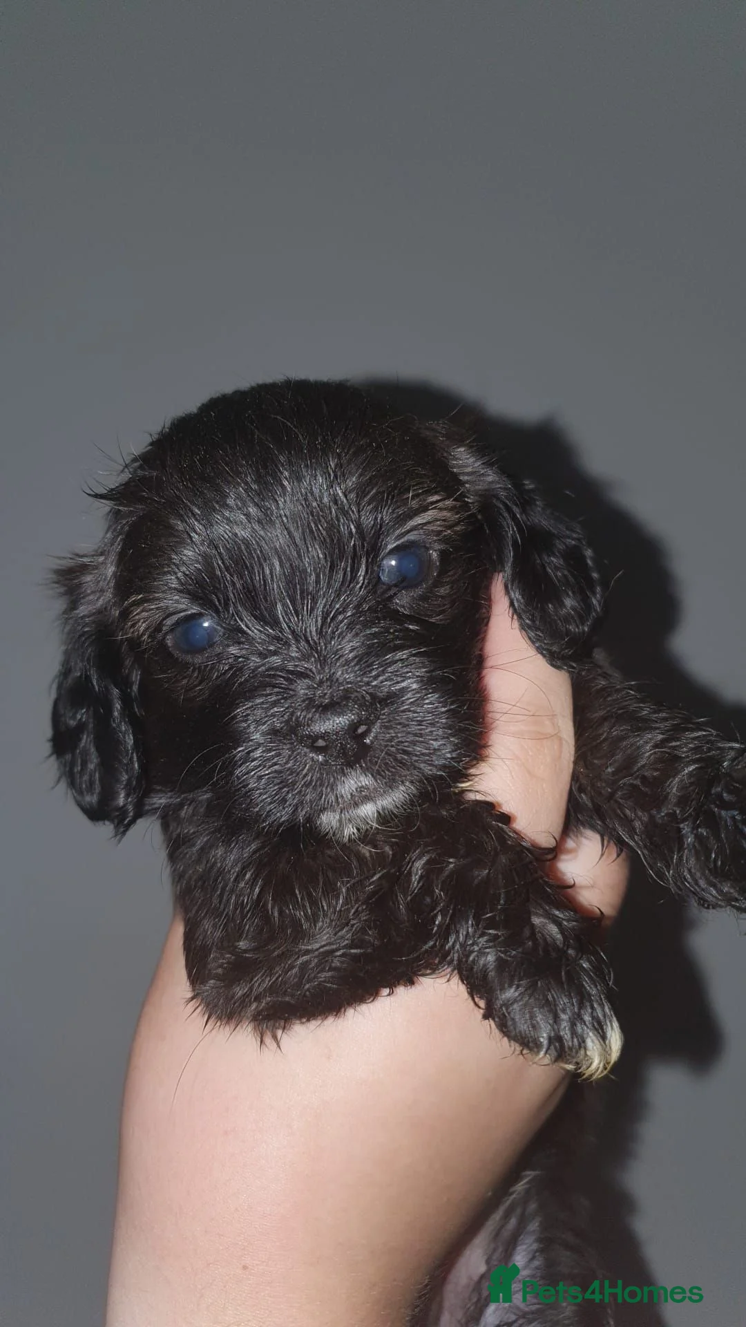Mixed Breed dogs for sale: Mixed breed pups 2m1f - Advert 7