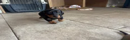 Dachshund dogs for sale: Stunning KC Registered Standard Dachshunds  - Advert 18