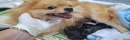 Pomeranian dogs for sale: Beautiful pomeranian pups just born!! - Advert 14