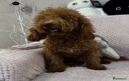 Toy Poodle dogs for sale: Red toy poodle girl - Image 3