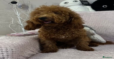 Toy Poodle dogs - Advert 14
