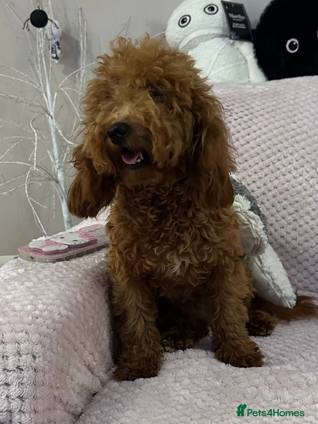 Toy Poodle dogs for sale: Red toy poodle girl - Image 3