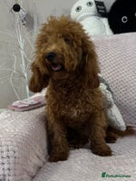Toy Poodle dogs - Advert 1