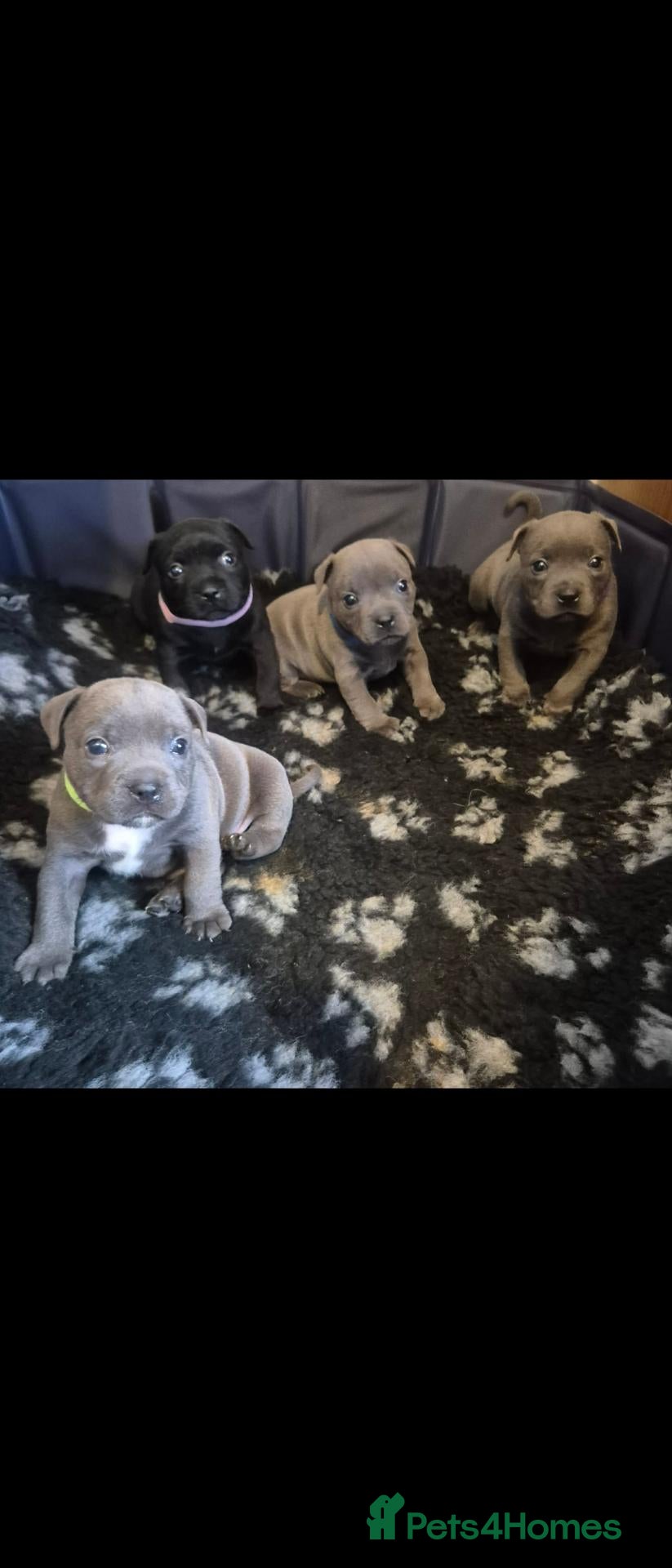Staffordshire Bull Terrier dogs KC registered Staffordshire bull terrier pup - Advert 17