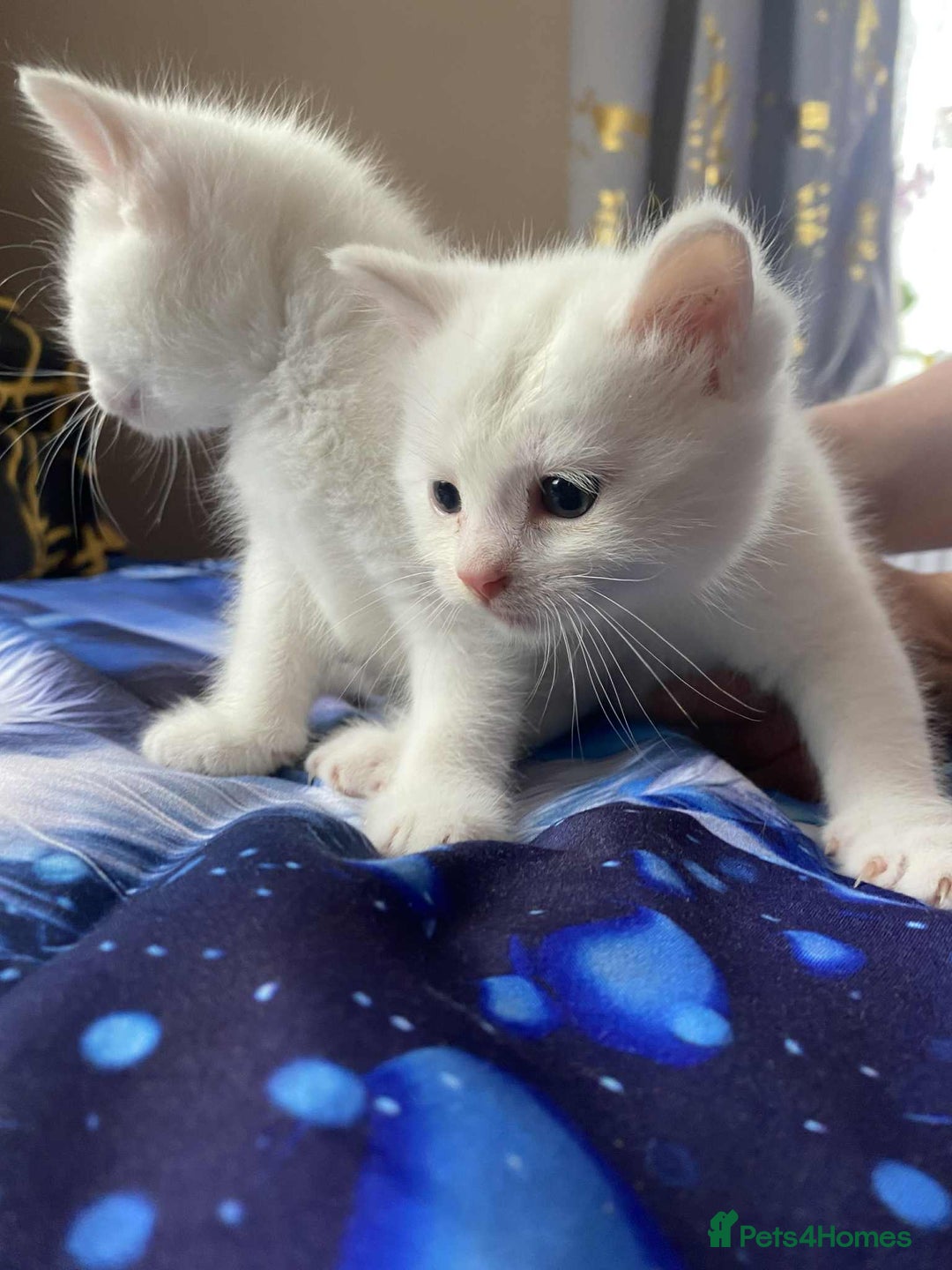 Mixed Breed cats for sale: Kittens for sale  - Image 6