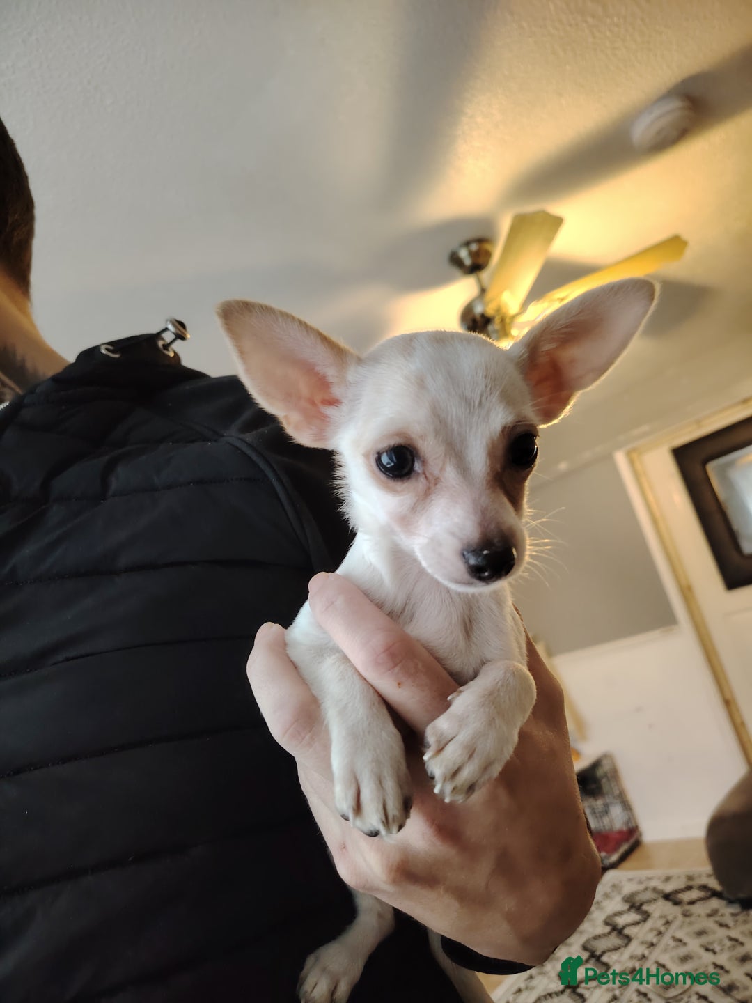 Chihuahua dogs for sale: Deer head chihuahua  - Advert 6