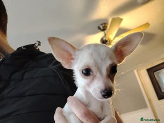 Chihuahua dogs Deer head chihuahua - Advert 1