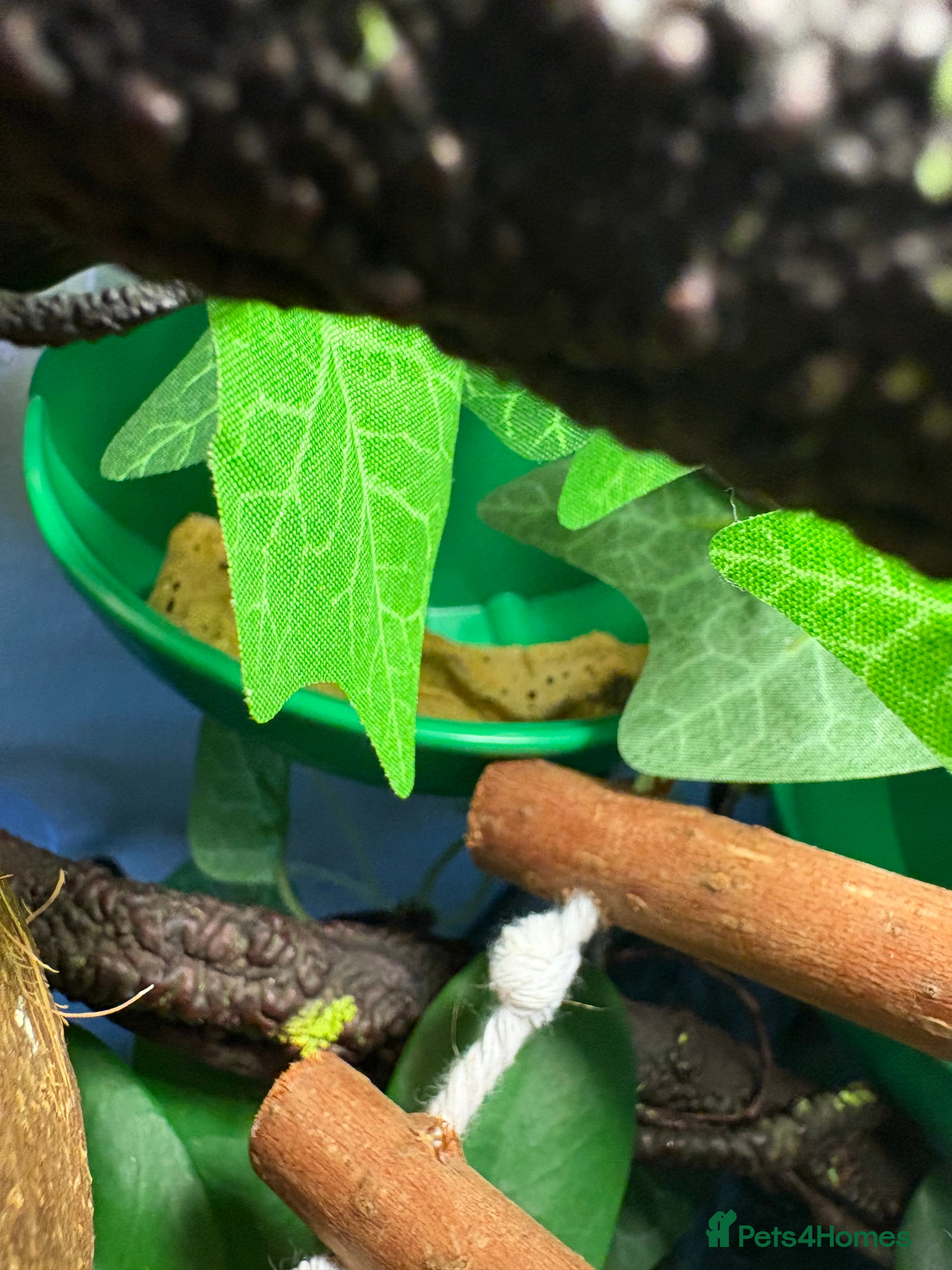 Gecko reptiles Crested gecko for sale!! - Advert 2