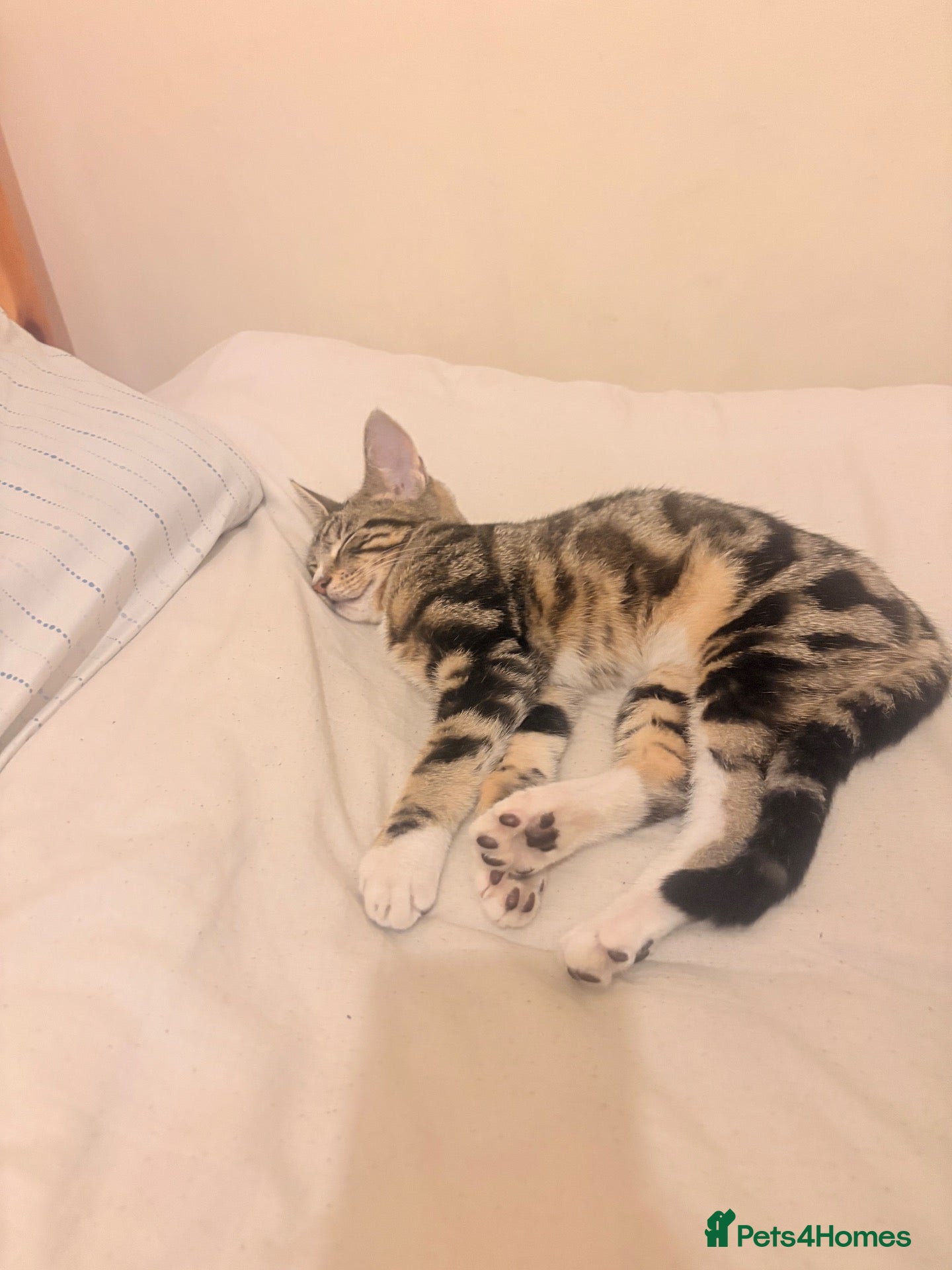 Mixed Breed cats Cat for sale  - Advert 11
