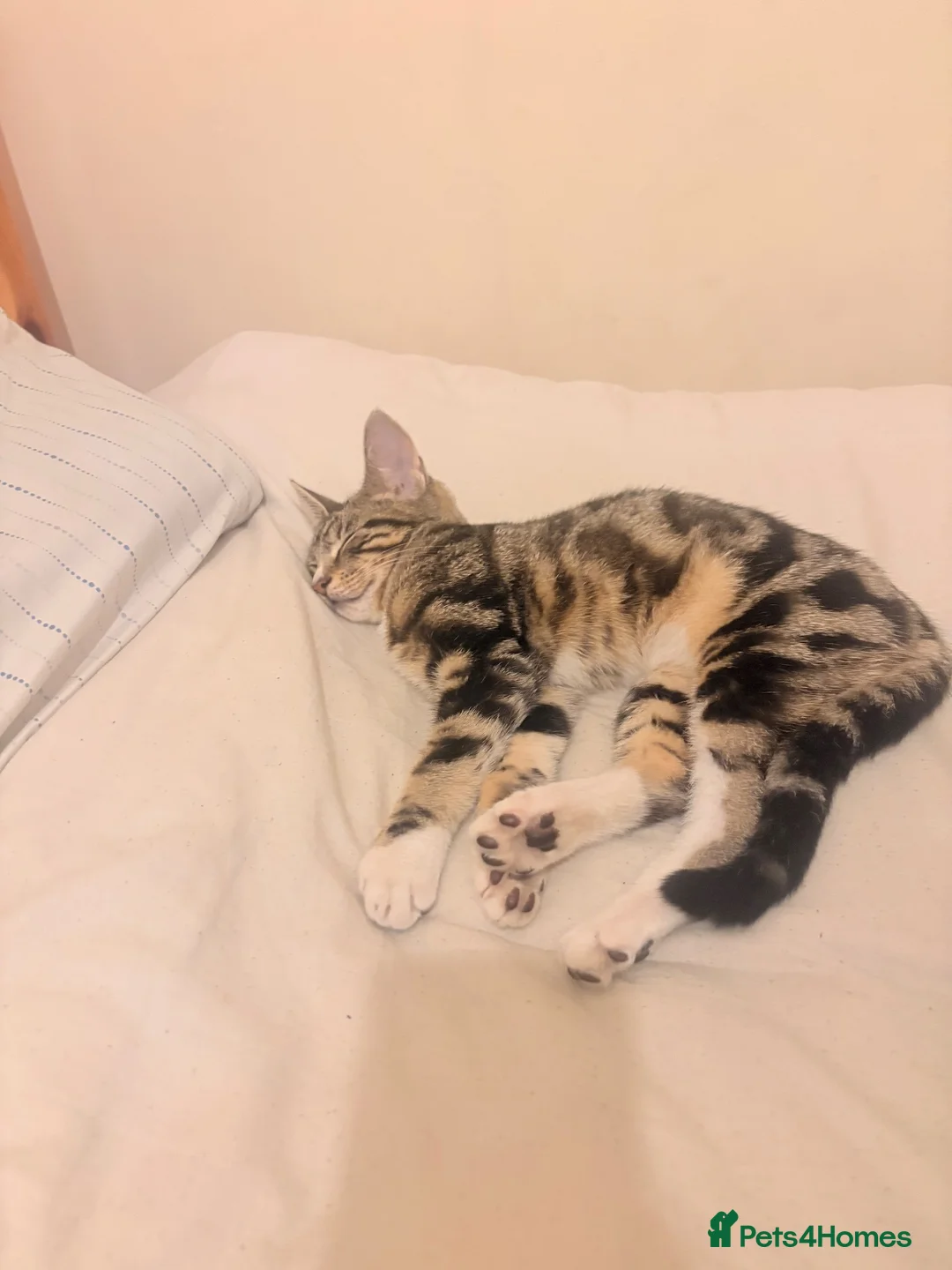 Mixed Breed cats for sale: Cat for sale  in Birmingham - Advert 1