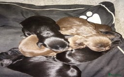 Sprocker dogs for sale: 6 beutiful sprocker pups  - Image 5