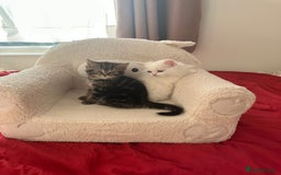 Mixed Breed cats for sale: 4 beautiful kitten - Image 25