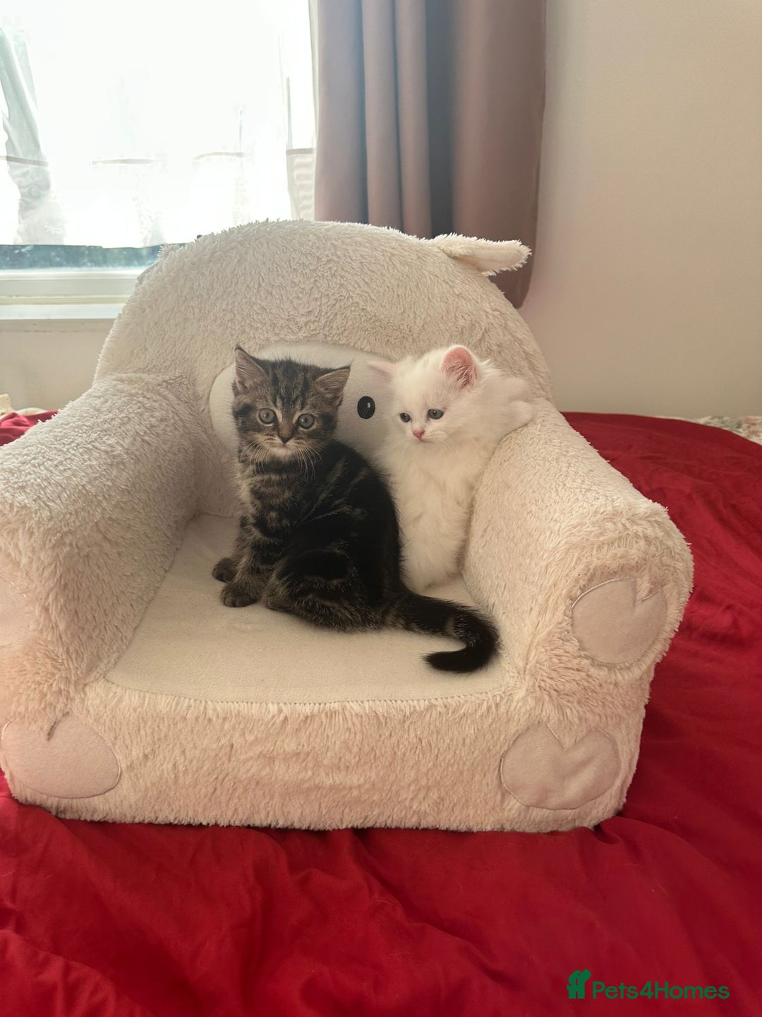 Mixed Breed cats for sale: 4 beautiful kitten - Image 25