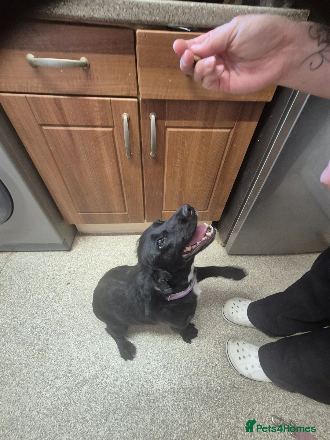 Cocker Spaniel dogs for sale: 5 year old cocker spainel  in Stratford-upon-Avon - Advert 4