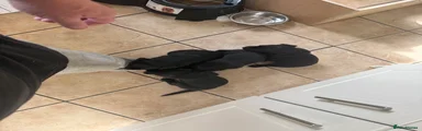 Labrador Retriever 7