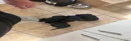 Labrador Retriever dogs for sale: 8 Black Labrador Pups - Advert 3