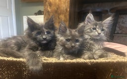 Maine Coon cats for sale: Maine Coon girls READY NOW Russian sired  - Image 24