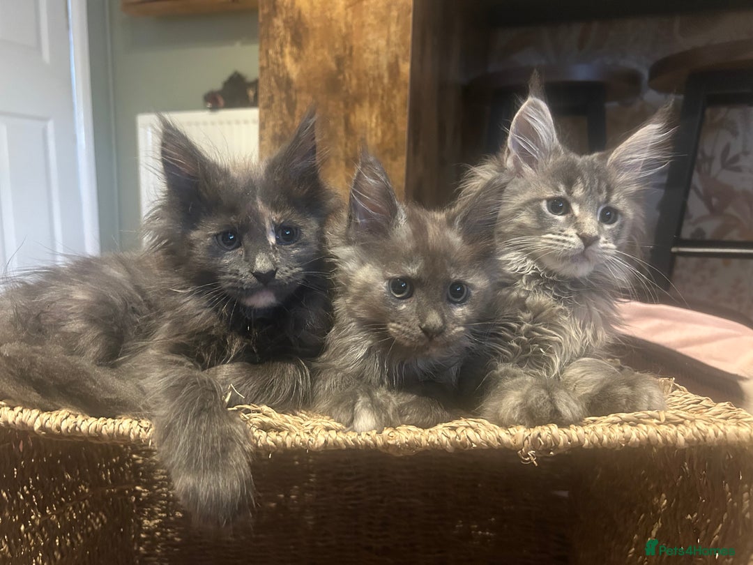 Maine Coon cats for sale: Maine Coon girls READY NOW Russian sired  - Image 24