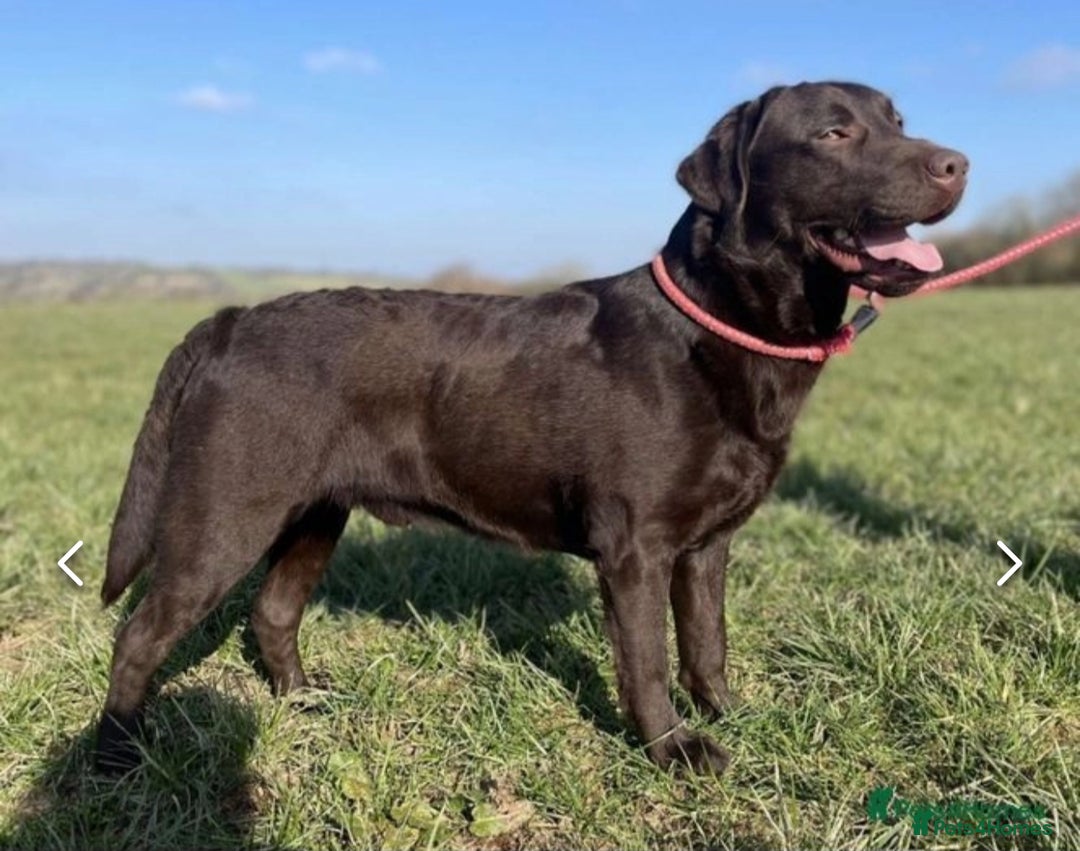 Labrador Retriever dogs for sale: Beautiful Dark Chocolate Labrador Retriever Bitch  - Image 11