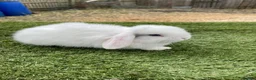 Continental Giant rabbits for sale: Purebred mini lops - Advert 9