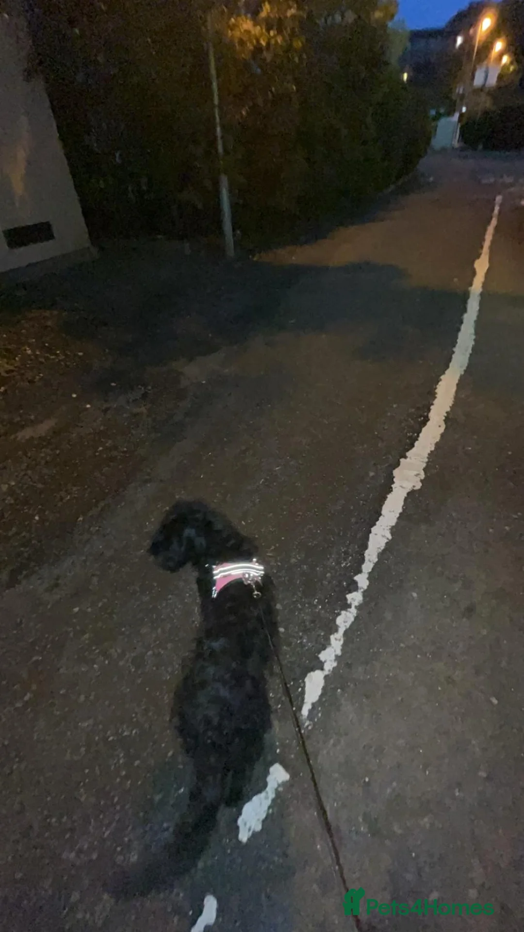 Mixed Breed dogs for sale: (Gone) Beautiful Female Cockapoo  - Advert 4