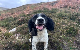 English Springer Spaniel dogs for sale: KC Eng Springer Spaniels [3x Boys Left] - Image 6