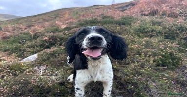 English Springer Spaniel dogs - Advert 1