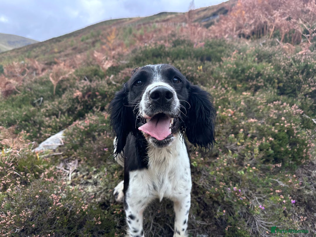 English Springer Spaniel dogs for sale: KC Eng Springer Spaniels [3x Boys Left] - Image 6