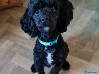 Cavapoo dogs Male 12 month old cavapoo - Advert 13