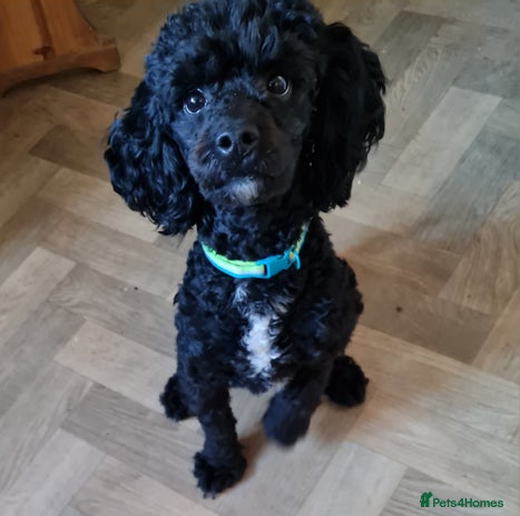 Cavapoo dogs Male 12 month old cavapoo - Advert 7