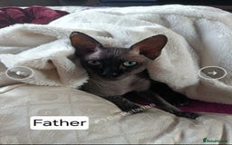 Sphynx cats for sale: 5 month old blue tabby sphynx kitten - Advert 11