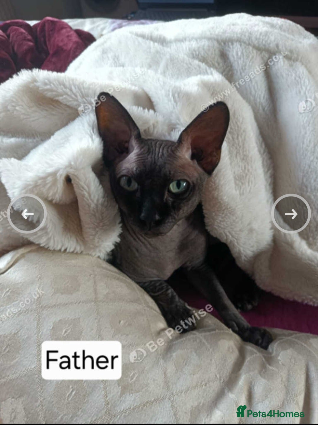 Sphynx cats for sale: 5 month old blue tabby sphynx kitten - Advert 11