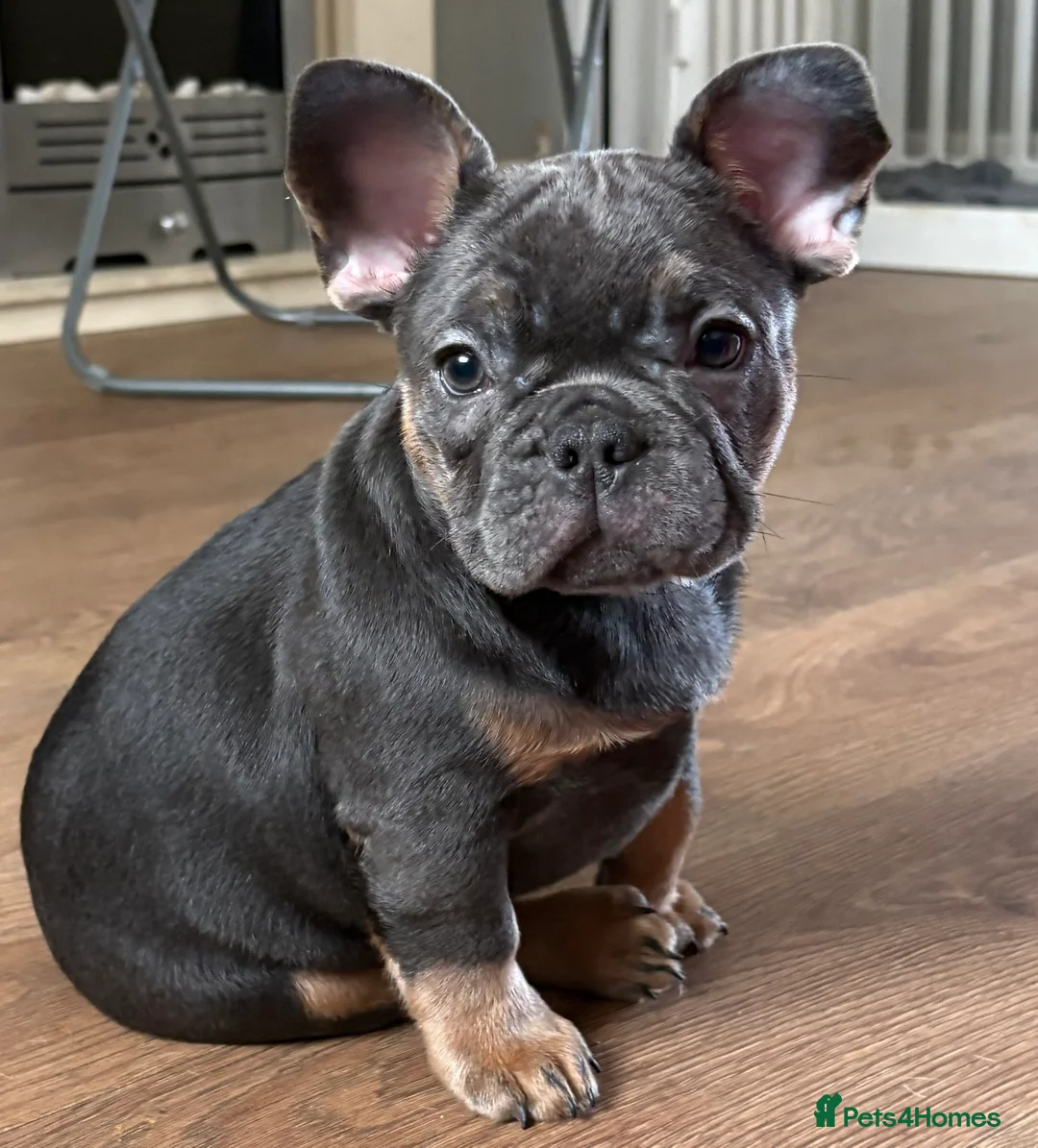 French Bulldog dogs for sale: mrs karen  - Advert 10